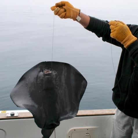 A strange ray we occasionally catch when shark fishing